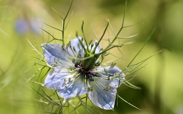 Schwarzkümmelblüte