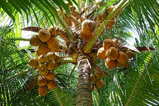 Kokospalme mit reifen Kokosnüssen