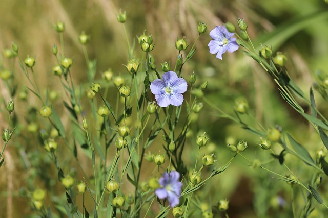 Nahaufnahme einer Leinölblüte auf dem Feld