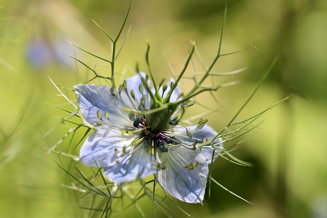 Schwarzkümmel Blume in Blüte