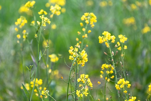 Blühende Senfblume auf dem Feld